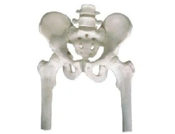 Pelvic Bones with 2 Vertebrae and Femur Bones, Art. 11129-1