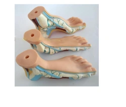 Human Foot Model for Anatomy Study - Normal, Flat, Arched (11310)