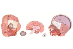Anatomical Head Model (5 Parts), Art. 18234