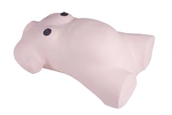 Pregnancy and Childbirth Exam Preparation Model, GP6630