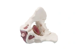 Male Pelvis Model with Pelvic Floor Muscles, 15114-2