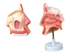 Nasal Cavity Model - 13001