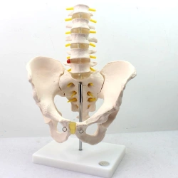 Pelvic Bones with 5 Lumbar Vertebrae Model 11129-3