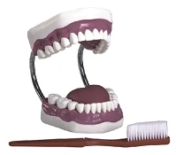 Dental Care Demonstration Model K1