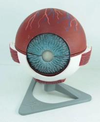 Anatomical Eye Model (6:1) ROST-17102