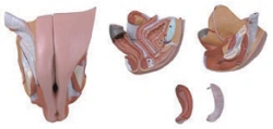Female Reproductive Organs Model, Art. G5105