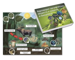Magnetic Poster on the Circulation of Organic Matter and Energy in Mixed Forest Biocoenosis with Card Set