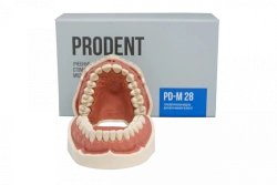 Standard Dental Model Jaw with 28 Teeth PD-M28