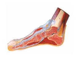 Plantar Dissection and Plantar Artery Branching Model, 11312