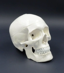 Life-Size Human Skull Model with Removable Cap, LV5-2