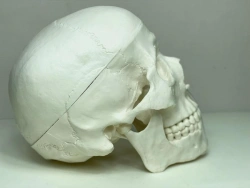 Human Skull Model, ROST-11110