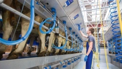 Parallel Milking Parlors for Livestock Farming - AIS-SCR Series