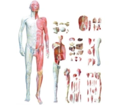 Anatomical Human Body Model, Art. 10001
