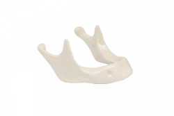 Edentulous Lower Jaw Dental Model for Surgical Training PD-HN BDP