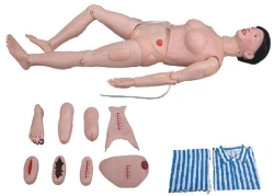 Adult Female Mannequin with Interchangeable Organs, Art. 2200