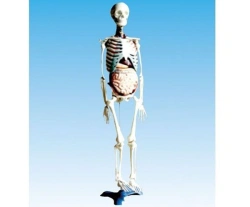 Human Skeleton Model with Internal Organs for Education, 11304