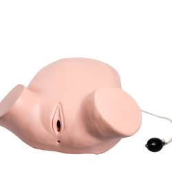 Realistic Anal and Vaginal Examination Model, GP6638