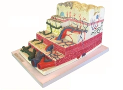 Enlarged Model of the Stomach for Educational Purposes, 12003