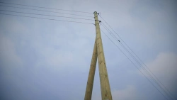 Wooden Support Elements for Power Transmission Lines 0.4-35 kV, 13 m, Preservative Treated