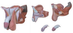 Anatomical Model of Male Perineum, Art. 15112
