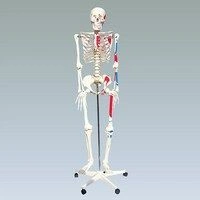 Anatomical Skeleton Model with Muscles (168 cm) 11302-1