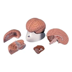 Enlarged Brain Model with Anatomical Markings, 4 Parts - PP1001B