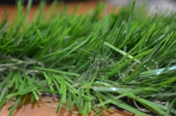 Optigrass C-Classic 70 MF Artificial Grass Turf