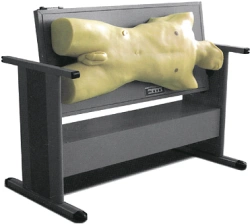 Abdominal Area Palpation, Percussion, and Puncture Model CS6232