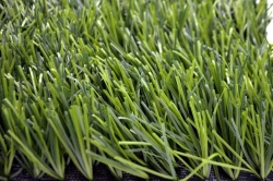 Artificial Grass Turf 50/12 PU