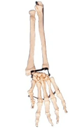 Forearm and Hand Bone Model 11125