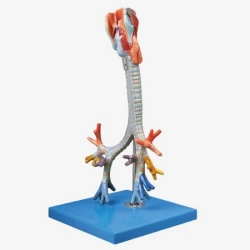Anatomical Models & Organs