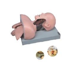 Intubation Training Model
