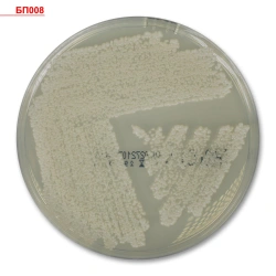 Selective Differential Diagnostic Nutrient Medium for Enterobacteria, Ready-to-Use, AGA