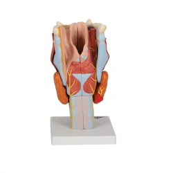 Laryngeal Cartilage Model, 13005