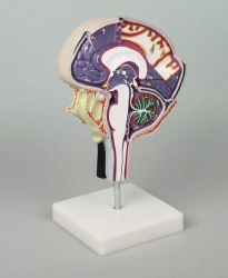 Spinal Fluid Circulation Model, 717