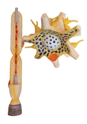 Enhanced Neuron Model for Human Brain Study, ROST-18001