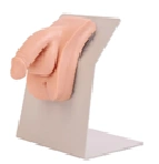 Male Catheterization Training Model 28E