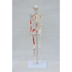 Human Skeleton Model with Muscle and Tendon Attachment Points, 180 cm - SK1102/11102-2