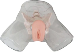 Female Urinary Catheterization Training Model D2