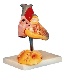 Enlarged Children's Heart Model, 16008