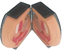 Intrauterine Contraception Trainer Model B2