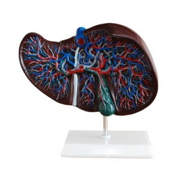 Human Liver Model for Educational Purposes 02009
