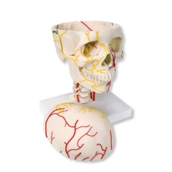 Adult Human Skull Model with Vessels and Nerves, 11113