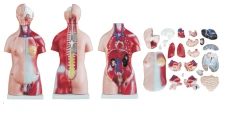 Human Torso Model (Unisex) 85cm, 21 Parts, T1003