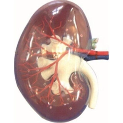 Transparent Kidney Segment Model 12010