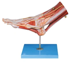 Detailed Foot Model with Muscles, Vessels, and Nerves, 11309