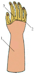Cosmetic Hand Prosthesis for Partial Hand Amputation PR0-03