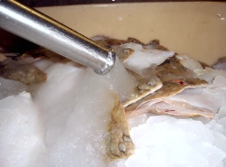 DWT Series Liquid Ice Production Units for Fish Cooling