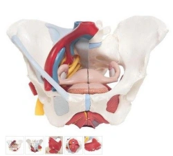 Female Pelvis and Pelvic Floor Model 15114-1