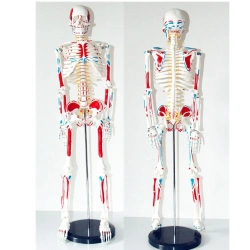 Anatomical Model of the Human Skeleton with Attached Muscles (85 cm) - 11302-2